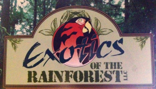 Exotics of the Rainforest