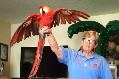 Red macaw wings up