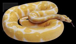 Albino Ball Python