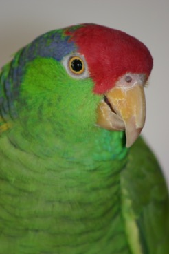Green bird red head