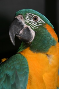 beautiful parrot