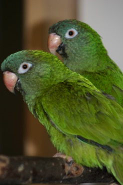 green pair of birds