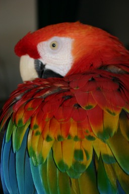 Close up Red Macaw
