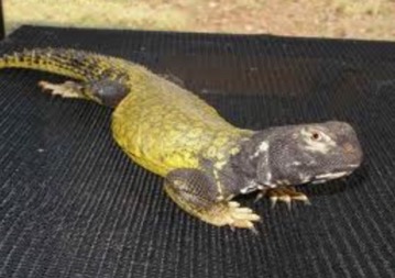 Uromastyx/Spiney-tailed Lizard