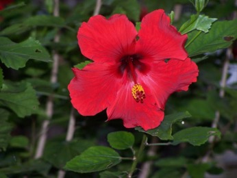 Red hibiscus