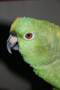 Green parrot